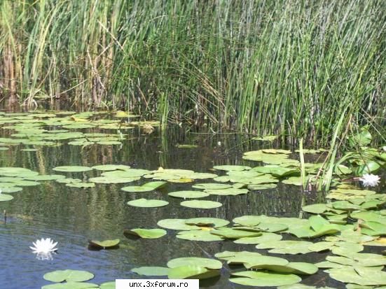 Poze Cu Noi - nuferi din delta -sulina 2006 - Poze