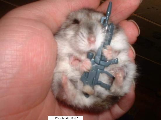 Poze cu voi - poze cu un hamster ... ya ghitci cine-i? Popic3L - Poze